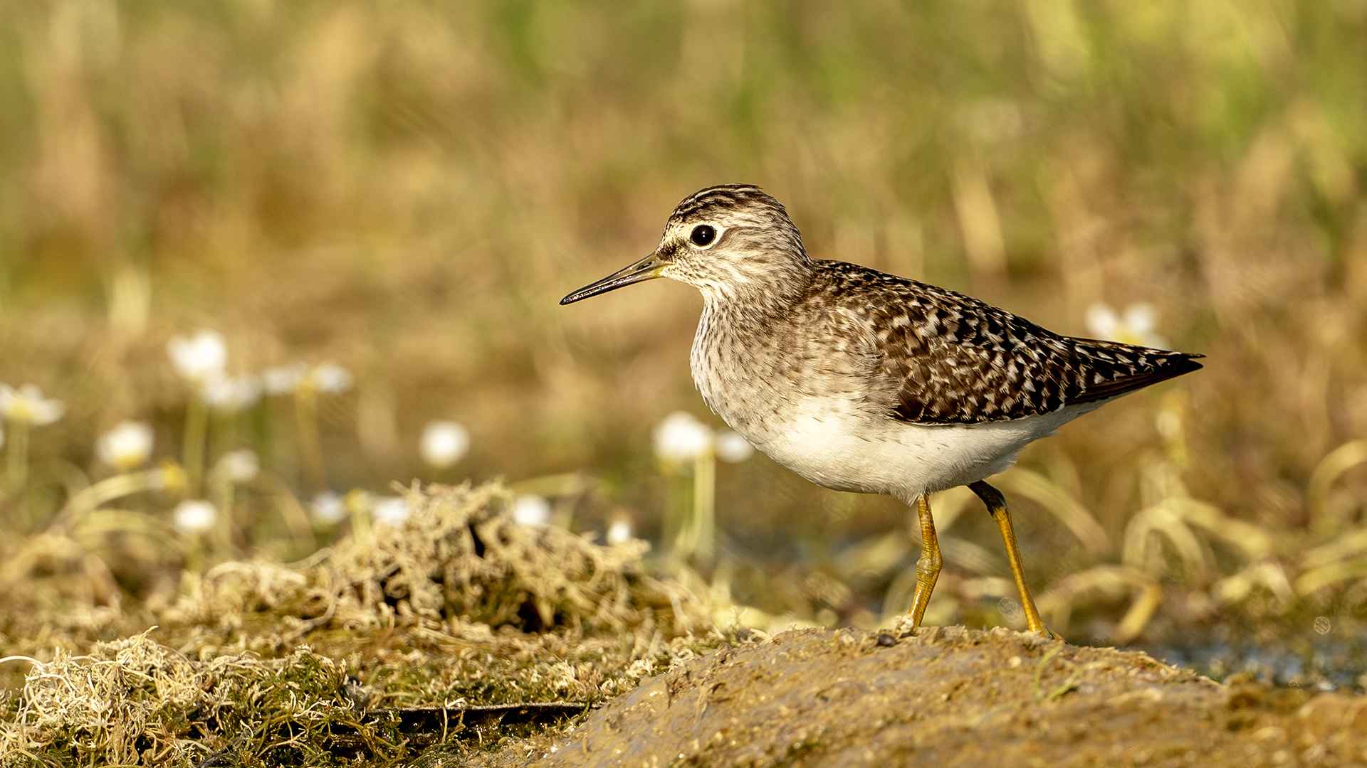 Wood Sandpiper